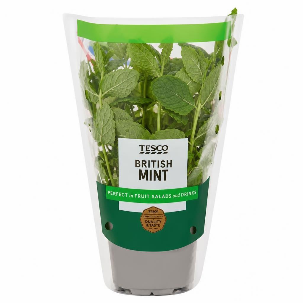 Tesco Growing Mint Medium Pot