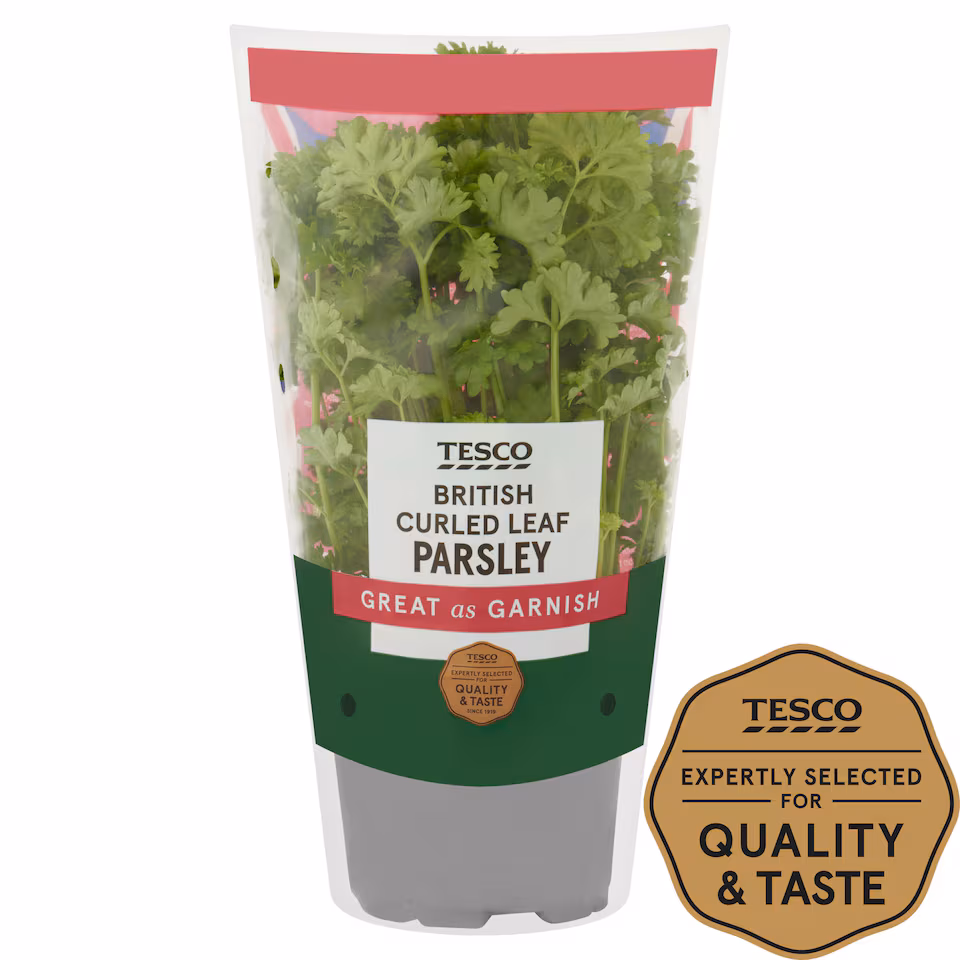 Tesco Curled Parsley Medium Pot
