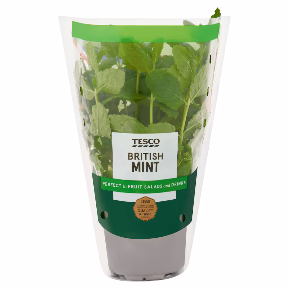 Tesco Growing Mint Medium Pot