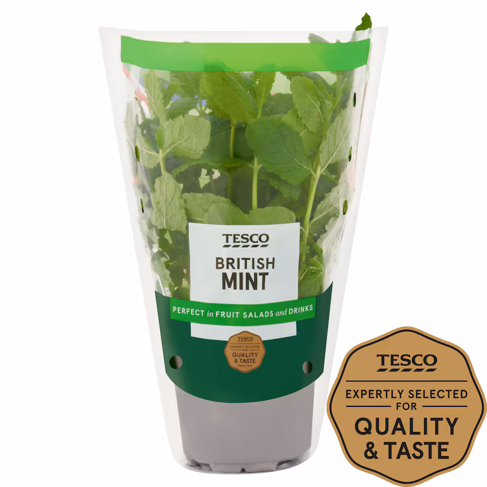 Tesco Growing Mint Medium Pot