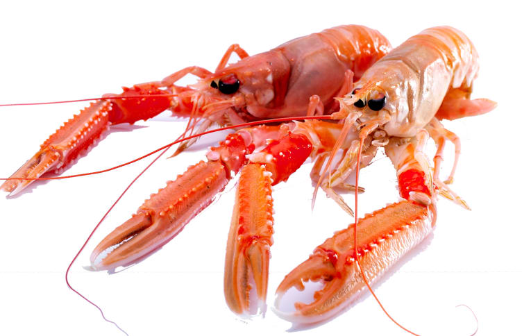 Nykokt sjøkreps bestilles pr stk