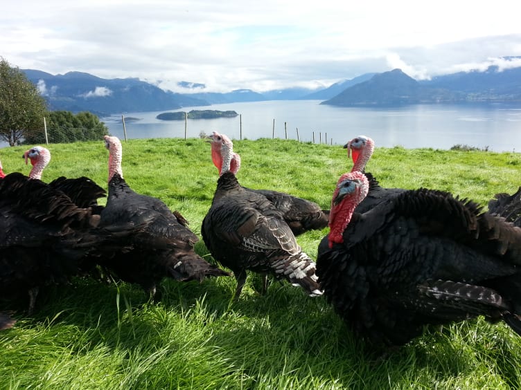 Kalkun Brystfilet Økol Ca900g Black Turkey
