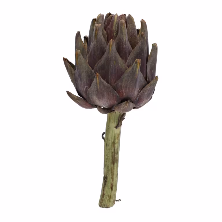 M&S Globe Artichoke