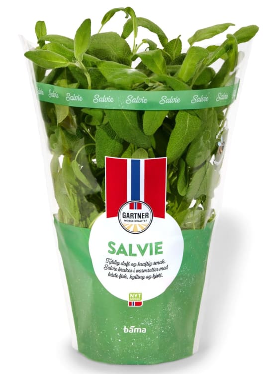 Salvie 12cm Stor Potte