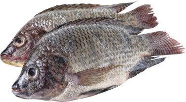 Tilapia 800g + Renset Stor