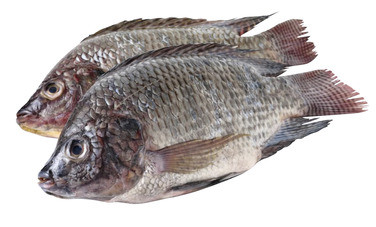 Tilapia 800g + Renset Stor