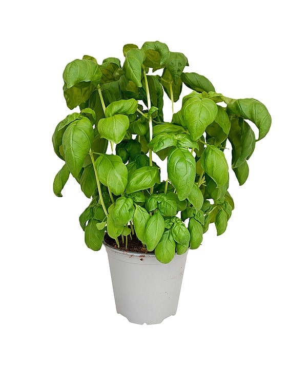 Basilikum 750g Ravnsborg