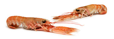 Seacon Sjøkreps 17/20 1kg