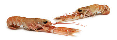 Seacon Sjøkreps 17/20 1kg