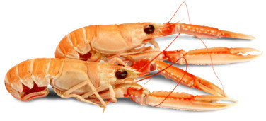 Sjøkreps Kokt